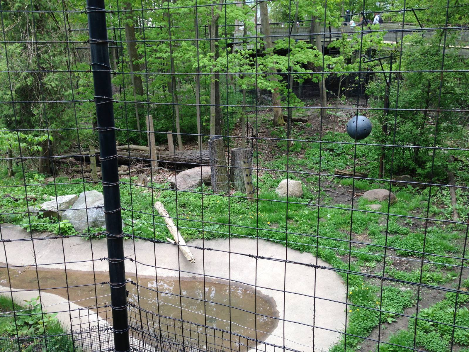 Part of the First Sumatran Tiger Exhibit