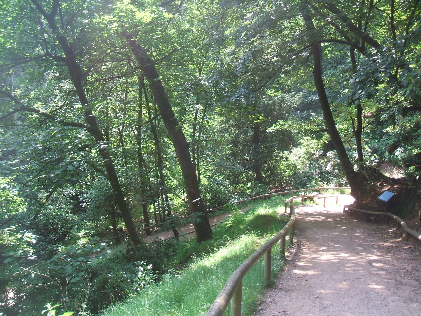 Part of the forest