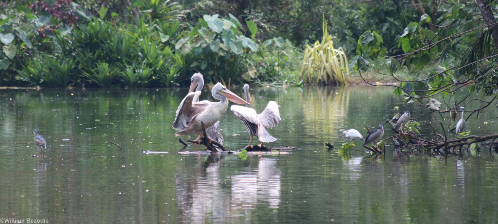Part of the Free-living Waterbird Colony