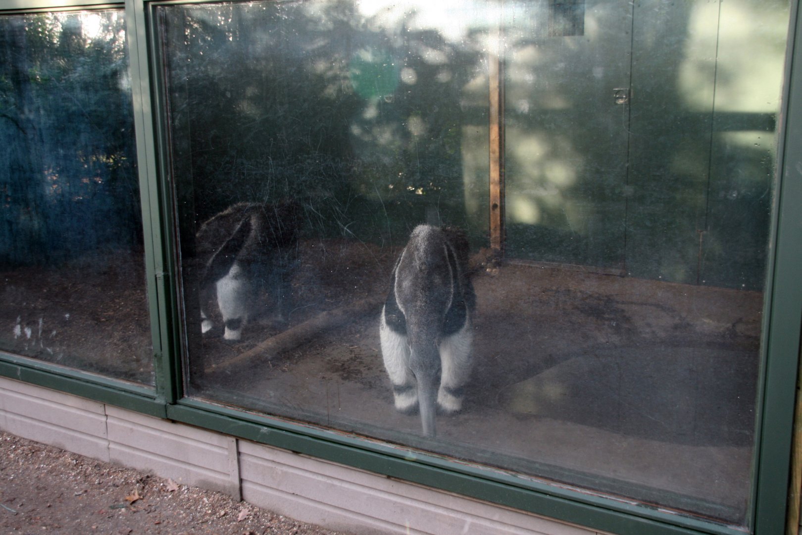 part of the Giant anteater indoor enclosure