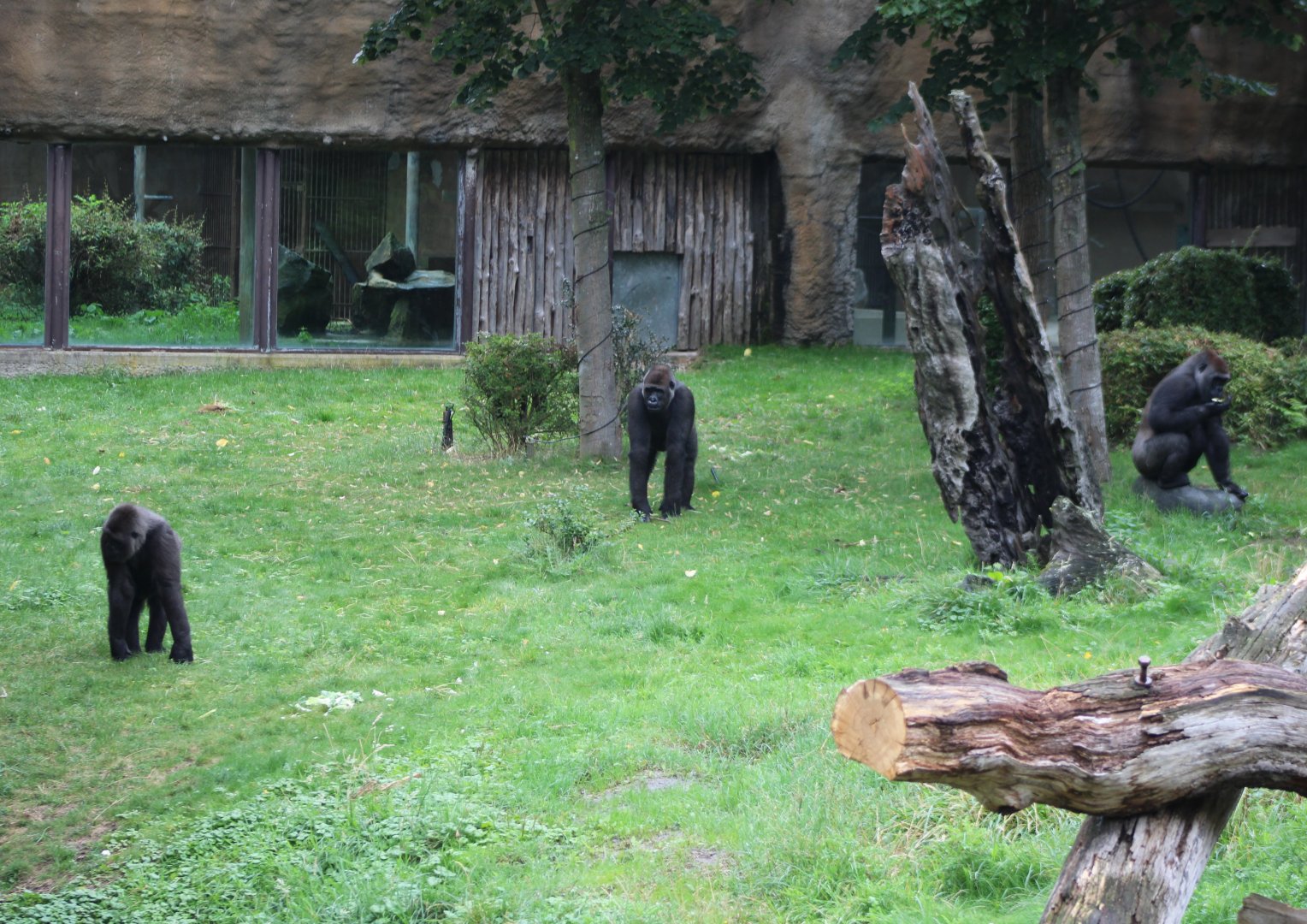 Part of the Gorilla-family