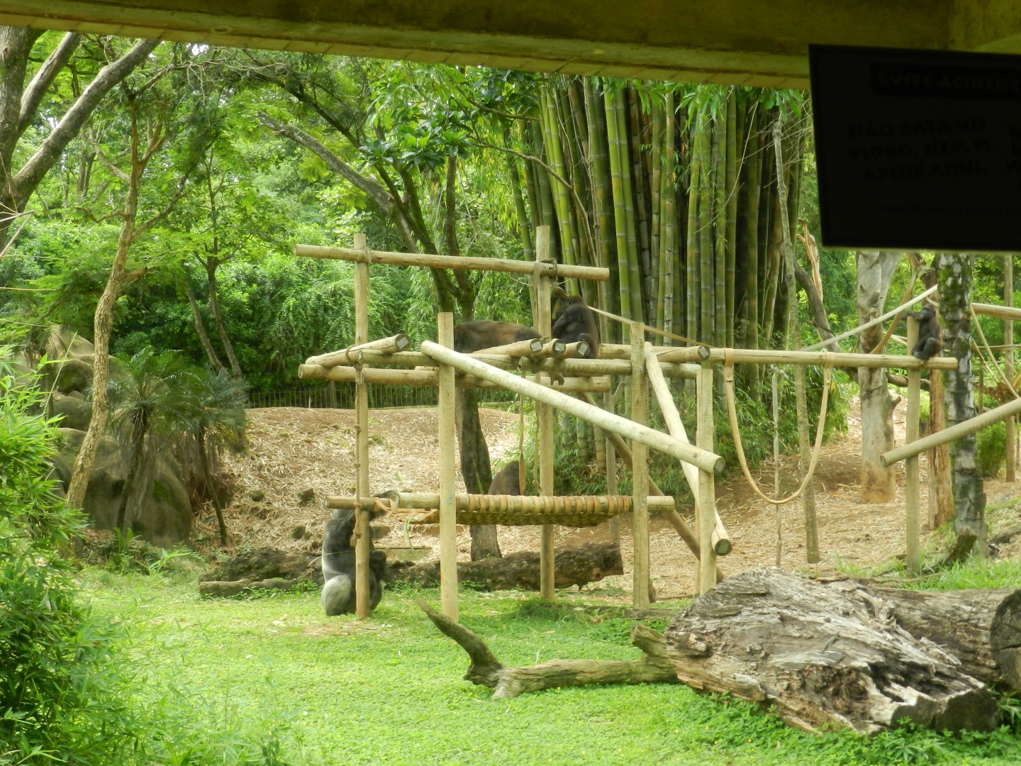 Part of the gorilla group - Belo Horizonte zoo