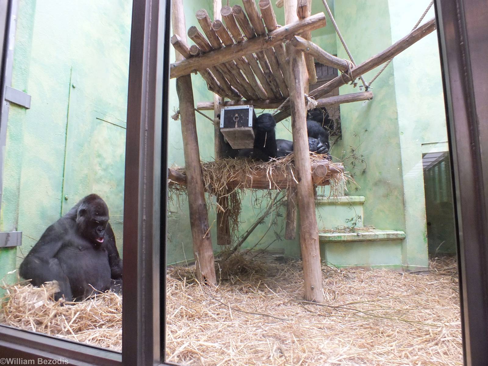 Part of the Gorilla Indoor Area (for Eastern and Western Gorillas)