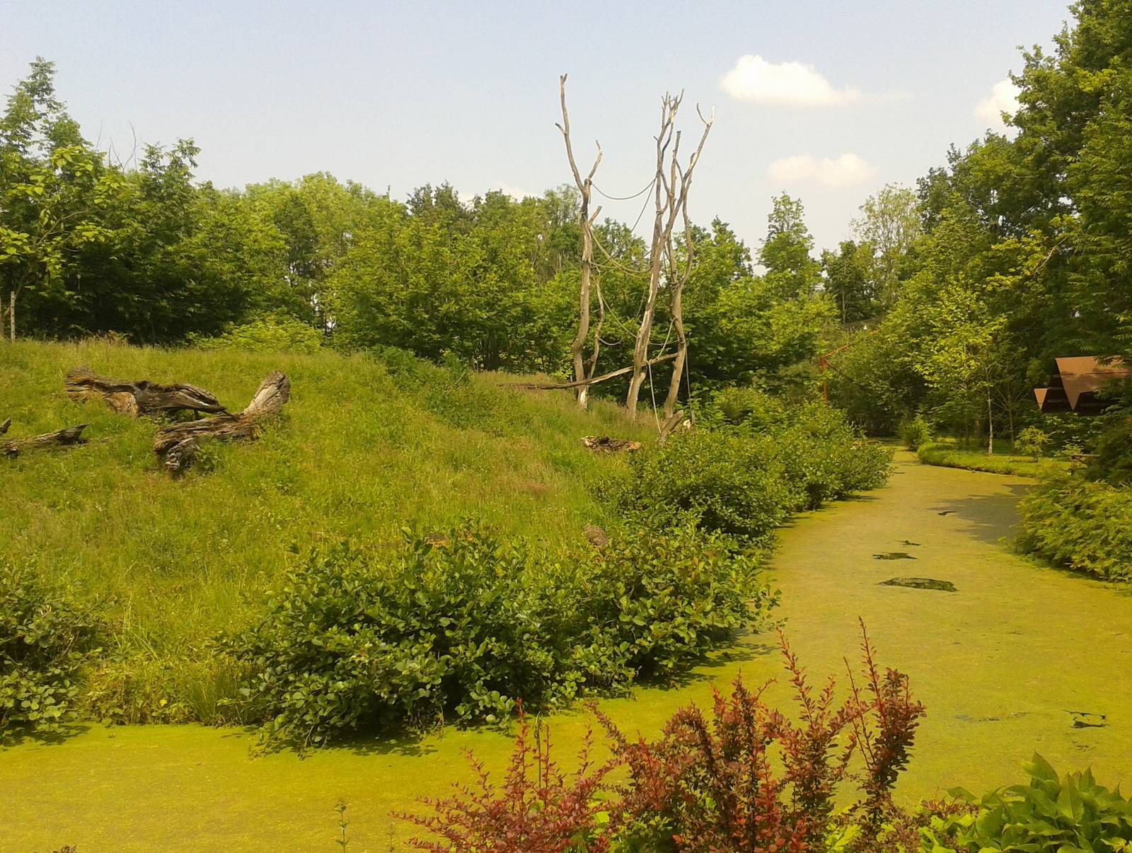 Part of the Gorilla - Mangabey outdoor enclosure