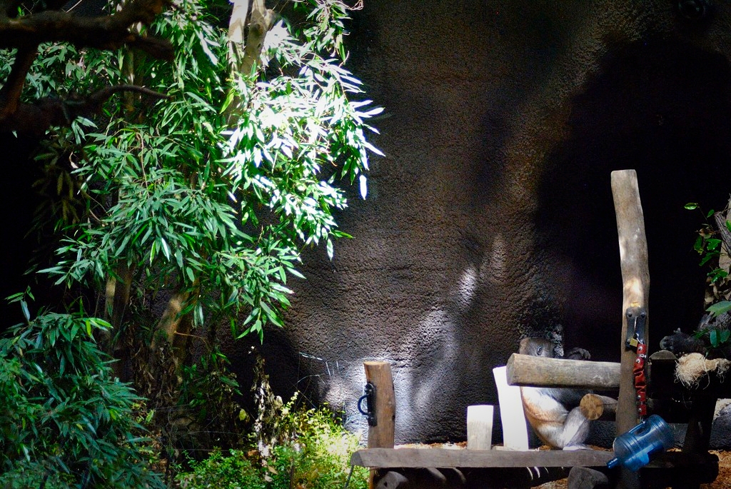 Part of the Gorilla volcano (inside)