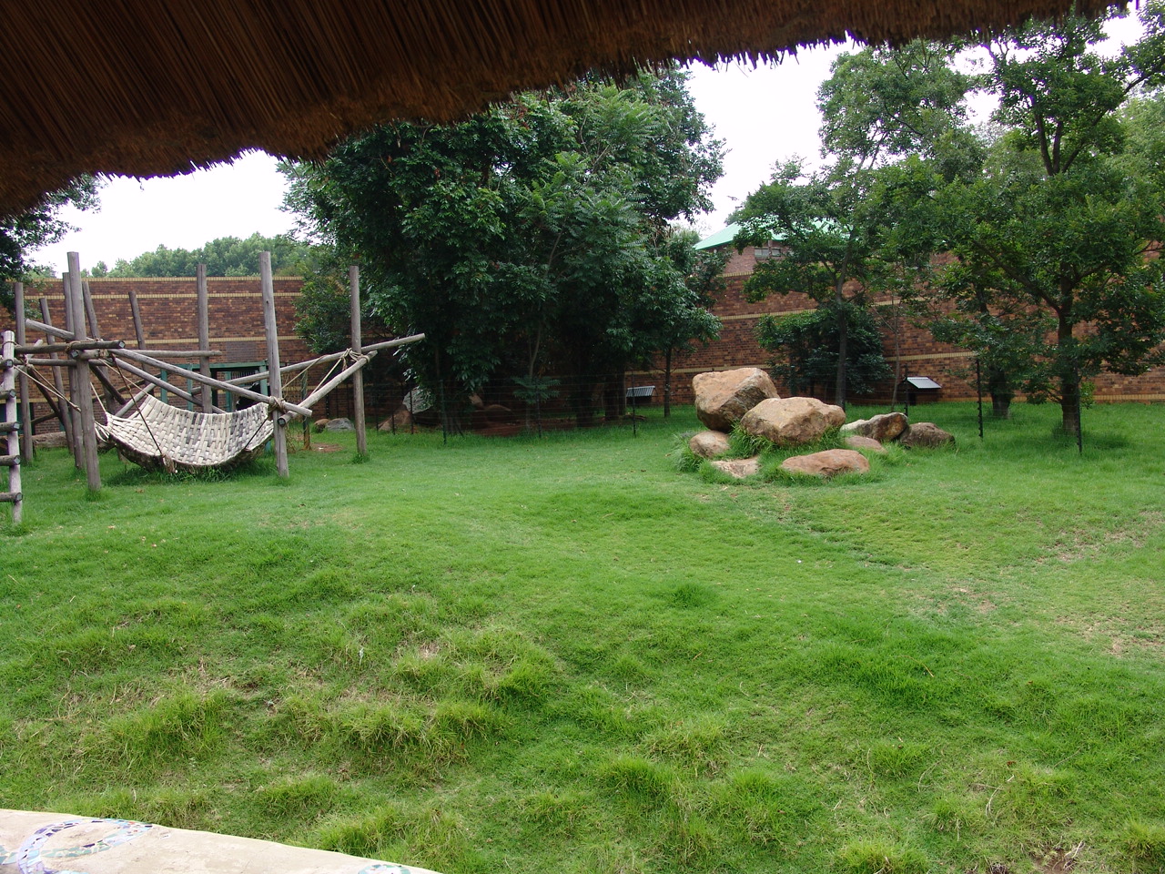 Part of the Gorillas' (Gorilla gorilla gorilla) exhibit