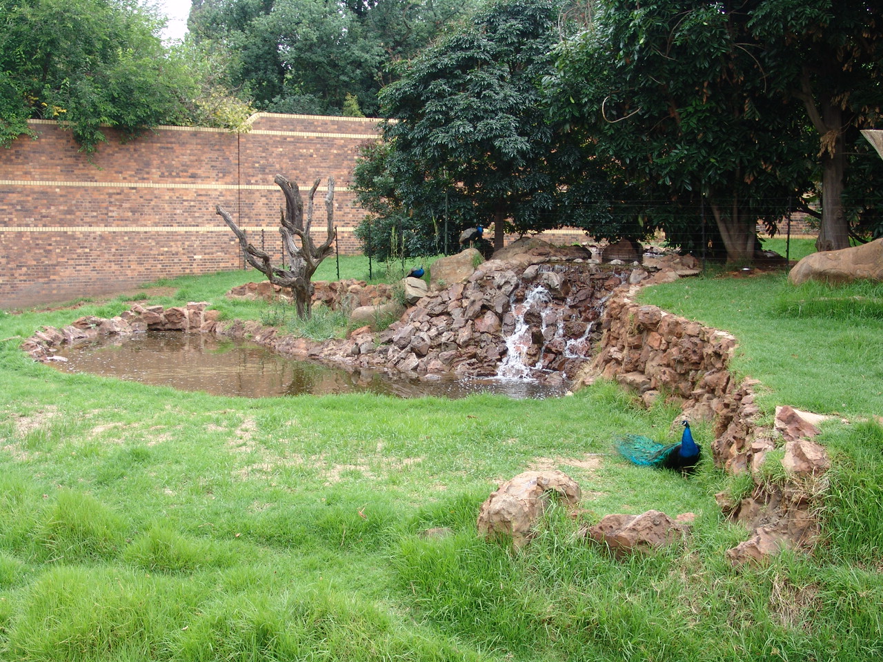 Part of the Gorillas' (Gorilla gorilla gorilla) exhibit
