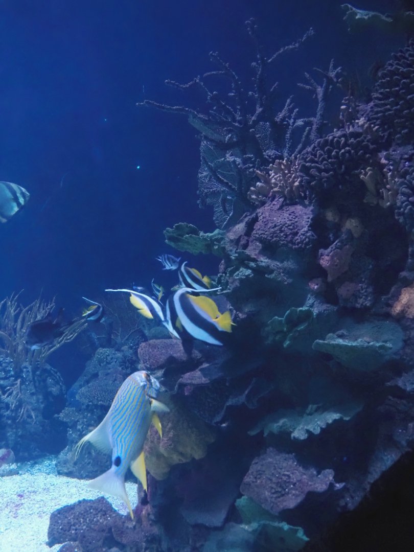 Part of the Great Barrier Reef tank, 2024-06-30