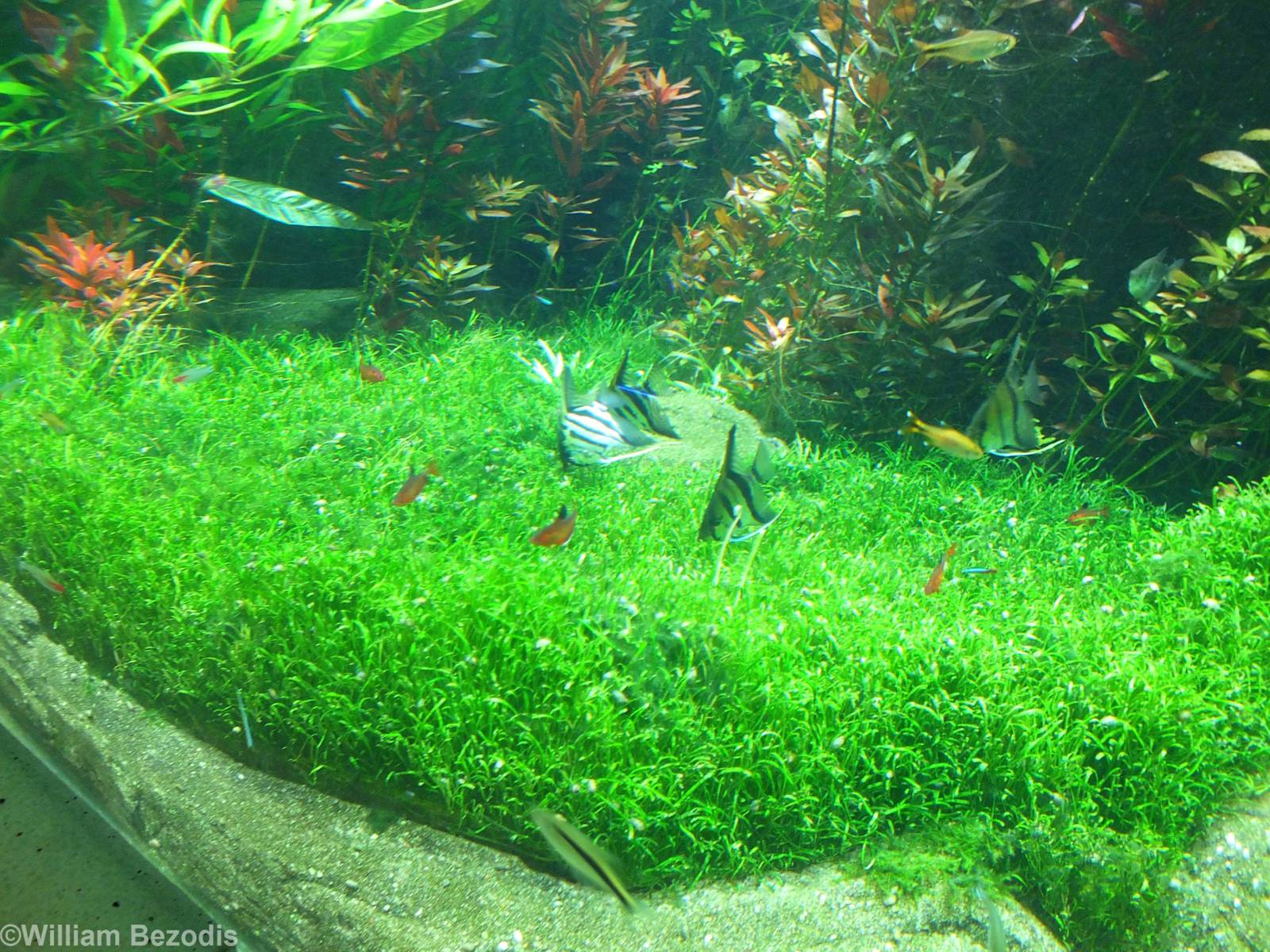 Part of the Huge Planted Finreshwater Tank