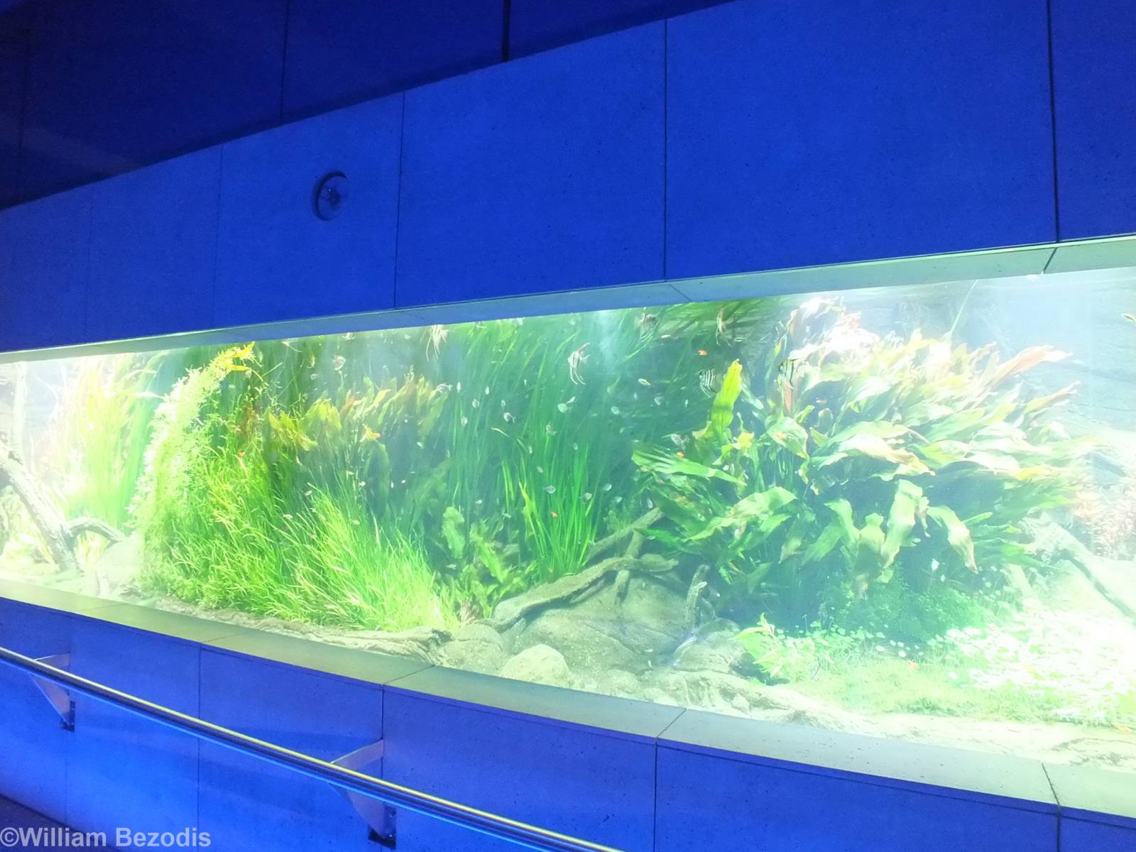 Part of the Huge Planted Freshwater Tank