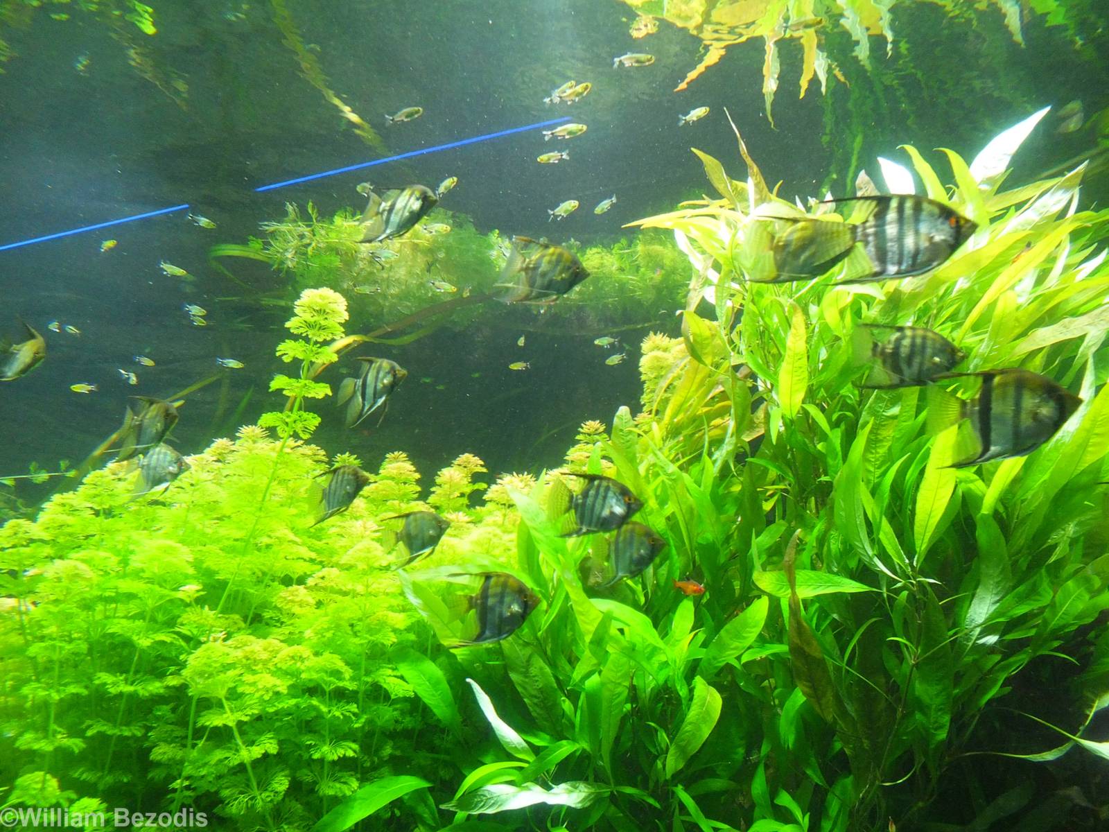 Part of the Huge Planted Freshwater Tank