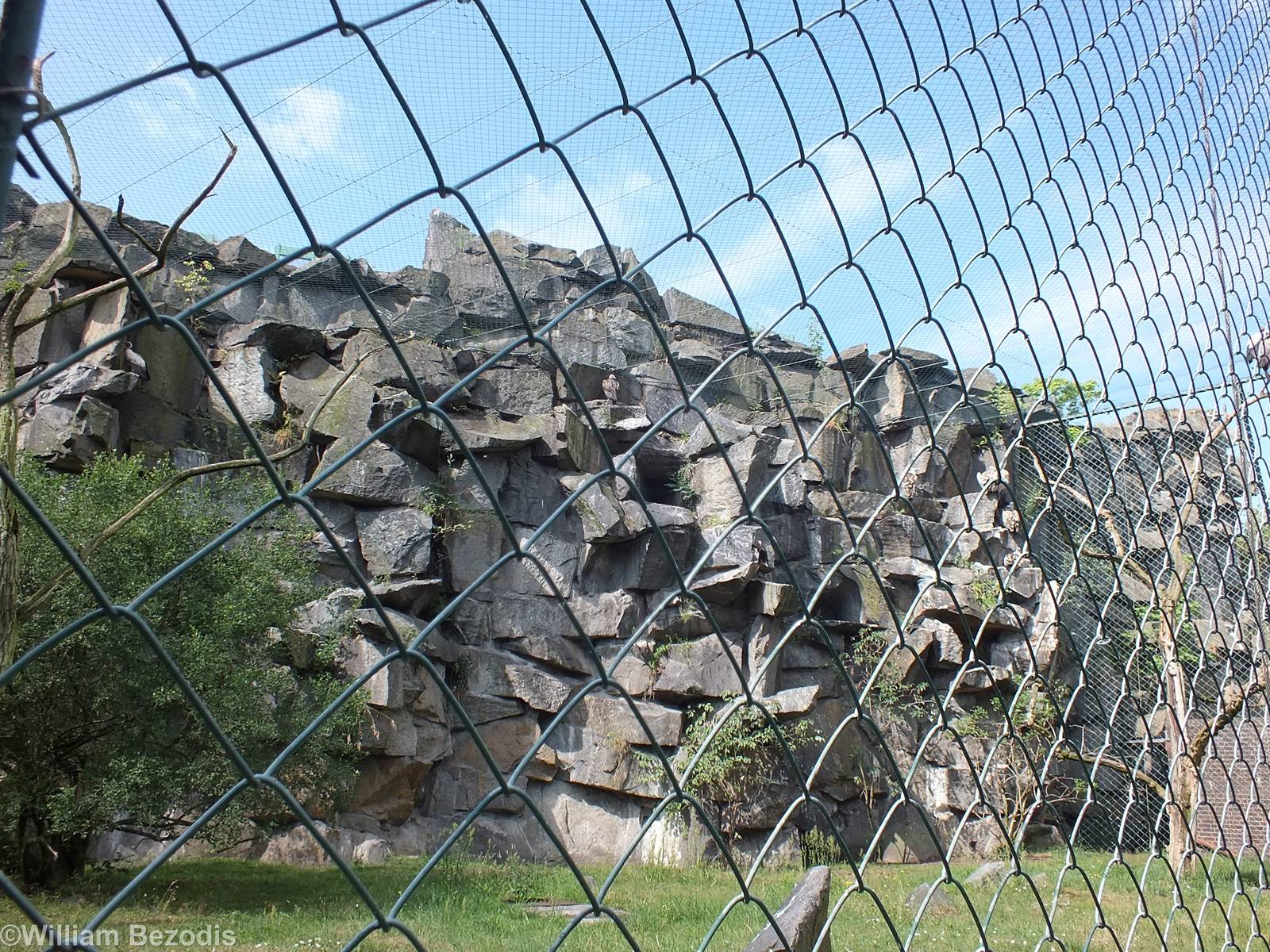 Part of the Huge Vulture Aviary