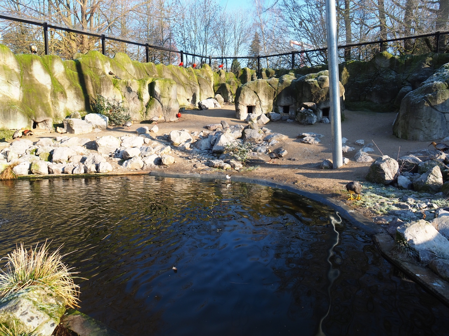 Part of the Humboldt penguin exhibit (Jan 20th, 2019)