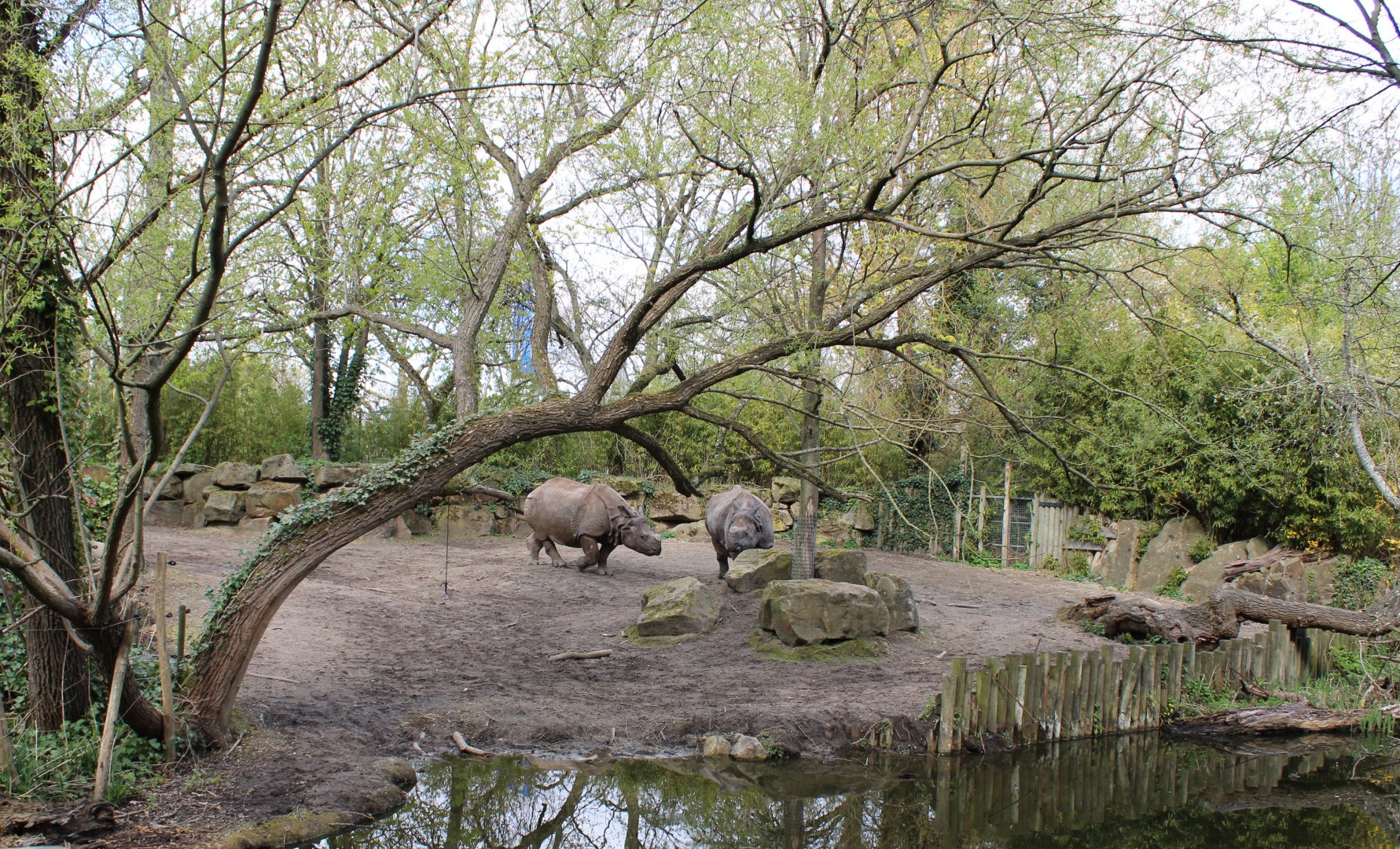 Part of the Indian rhinoceros enclosure