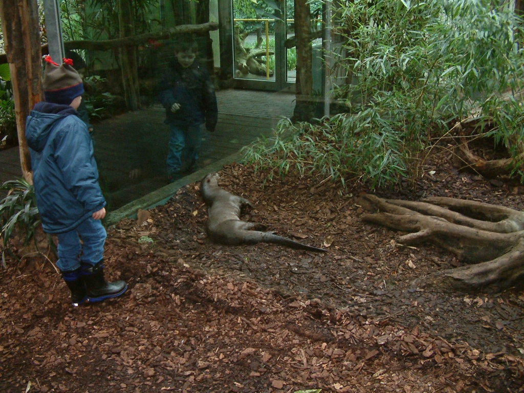 Part of the indoor giant otter enclosure