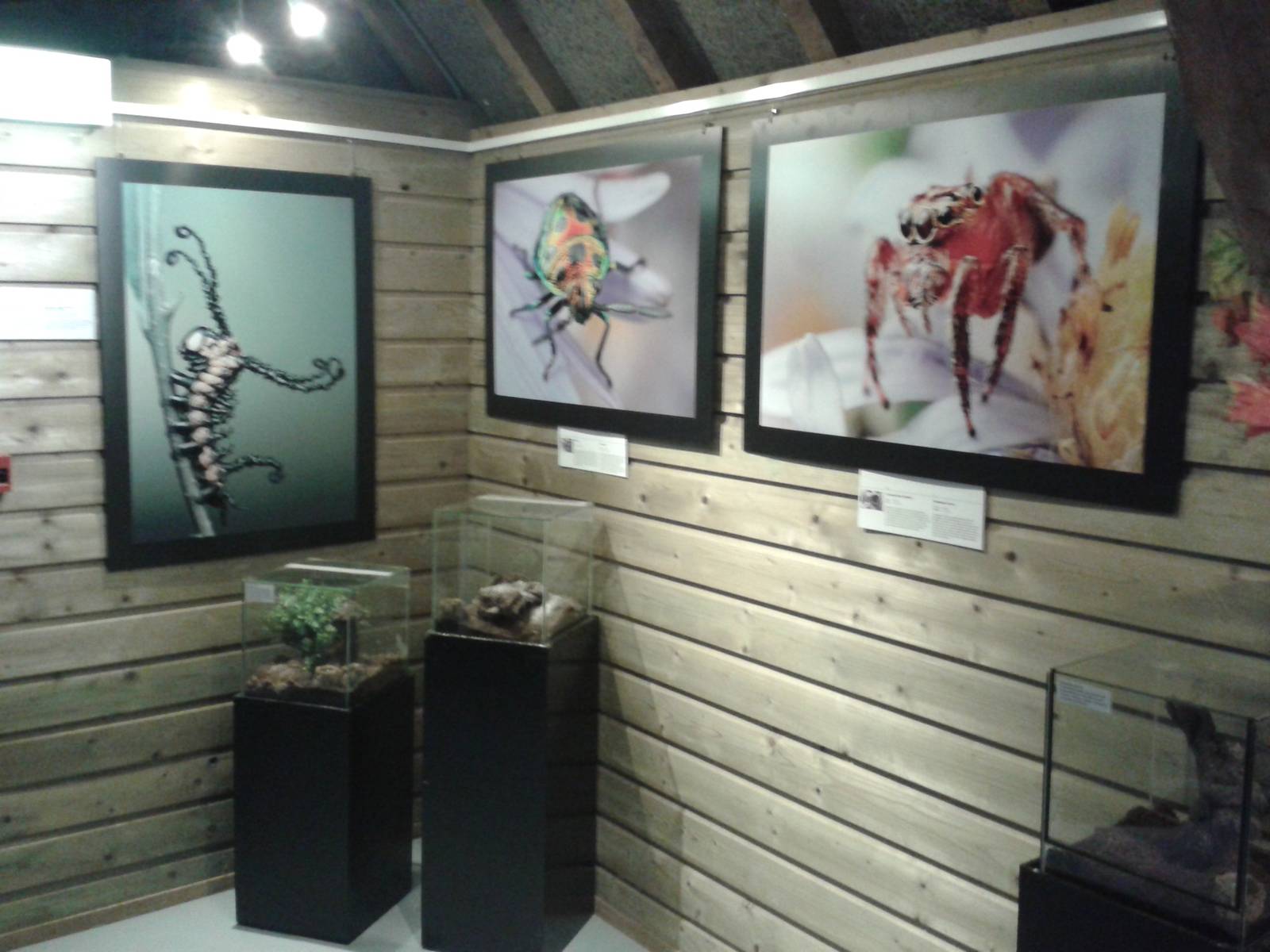 part of the Insect exibition