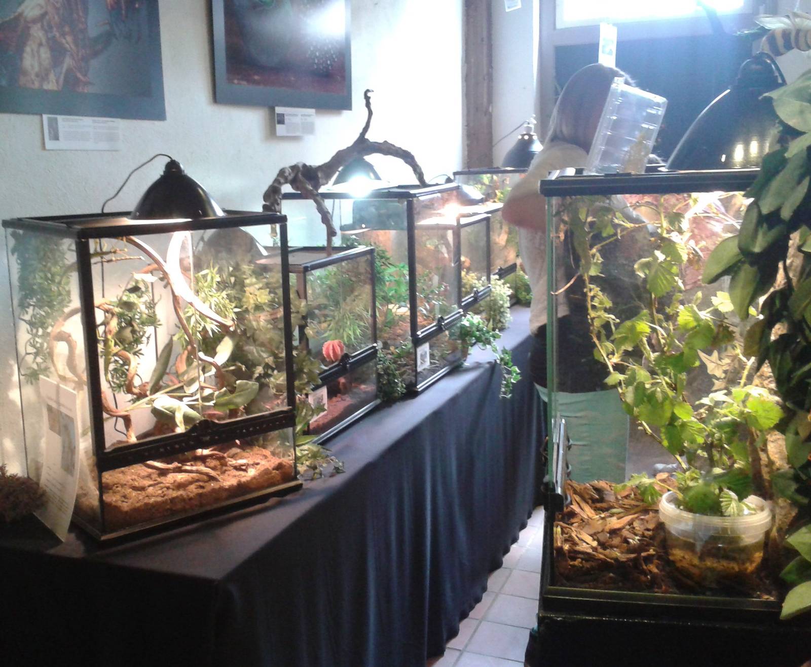 Part of the insect-exibition