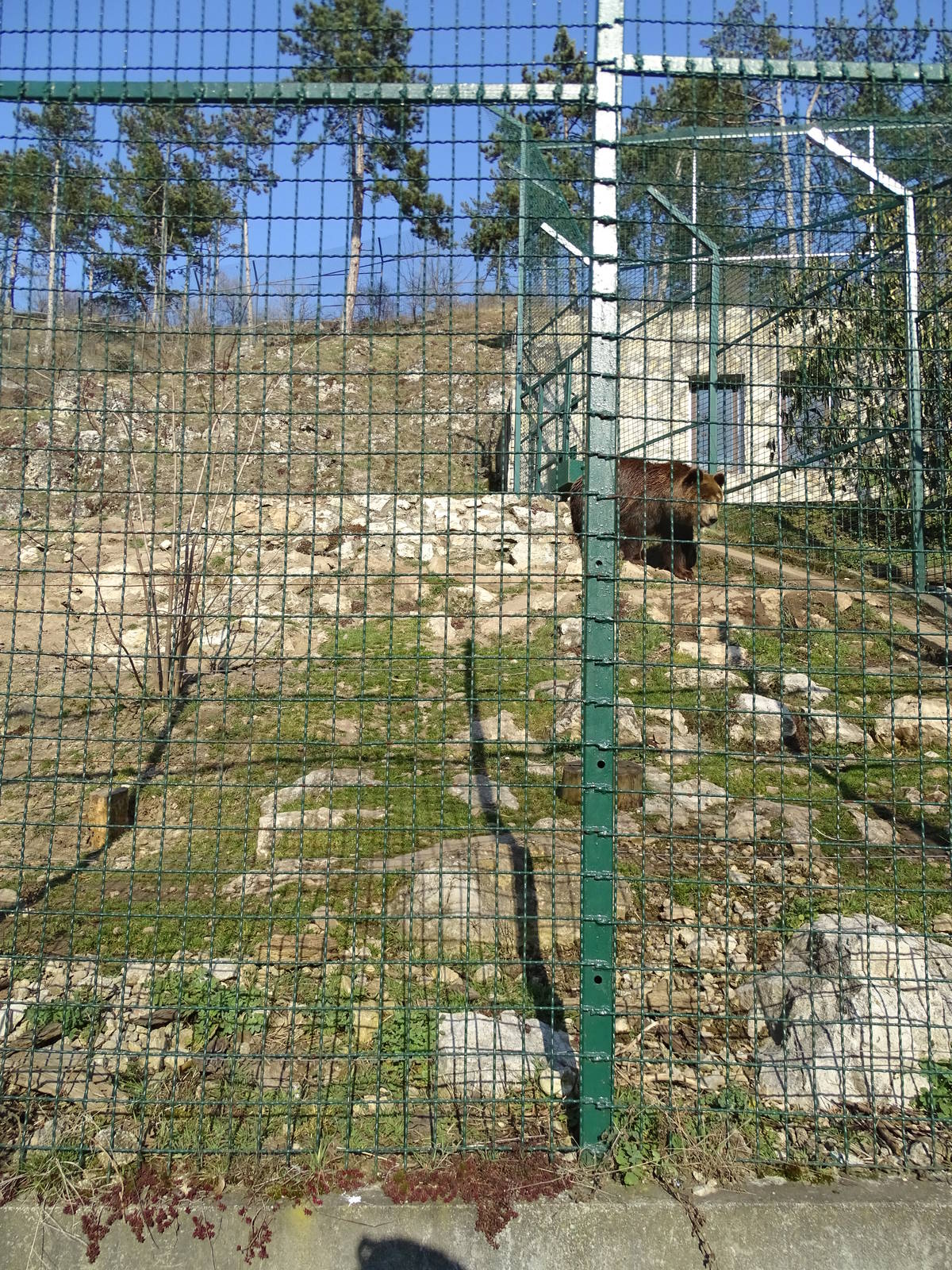 part of the Kamchatka bear enclosure