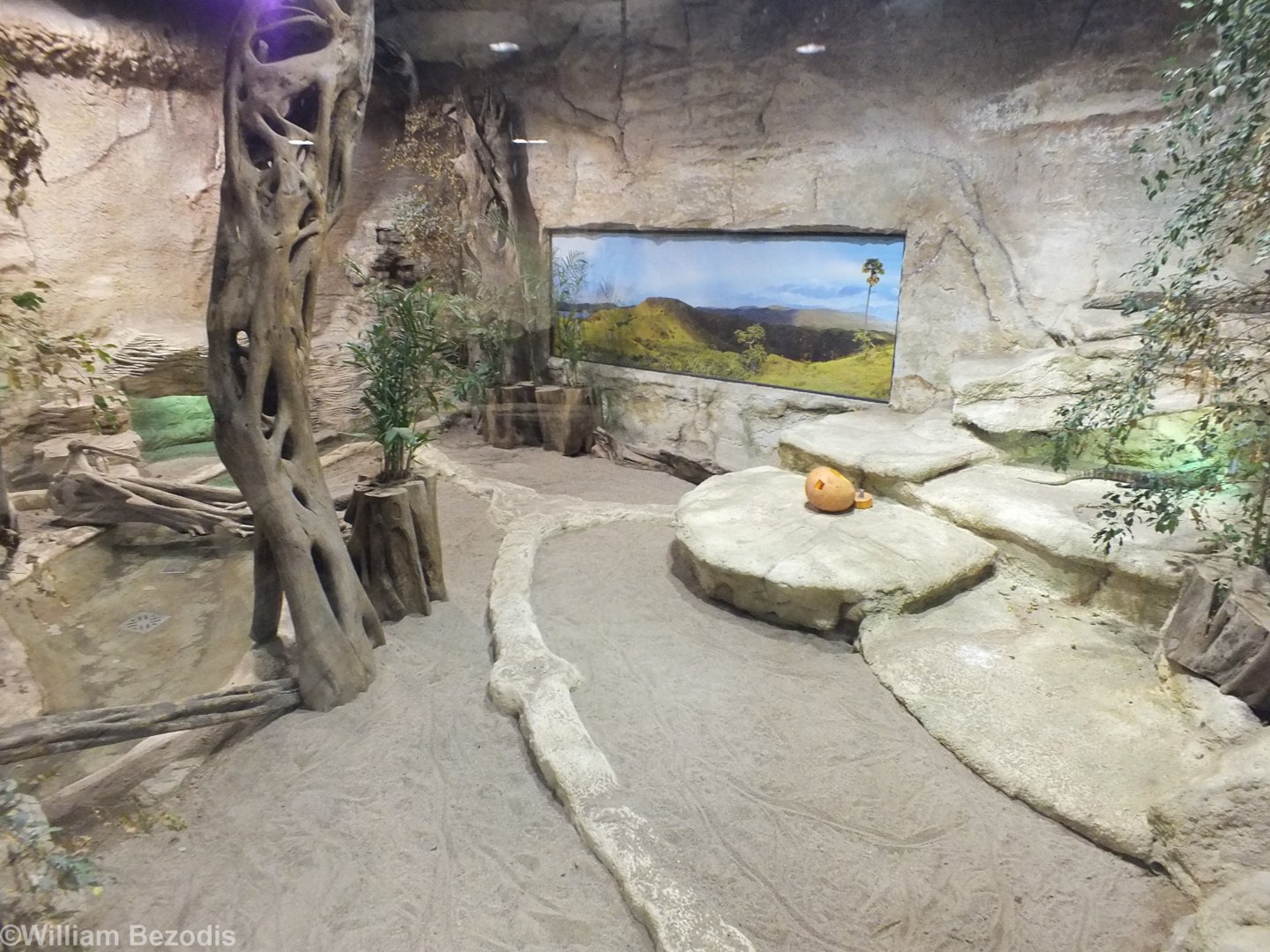 Part of the Komodo Dragon Enclosure - Wroclaw Zoo Terrarium