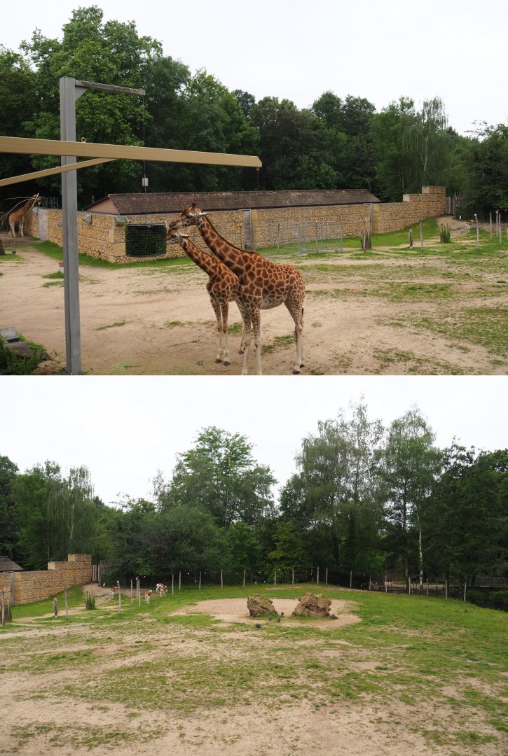 Part of the Kordofan giraffe, Addax, Mhorr gazelle and Helmeted guineafowl savanna exhibit, 2020-07-14