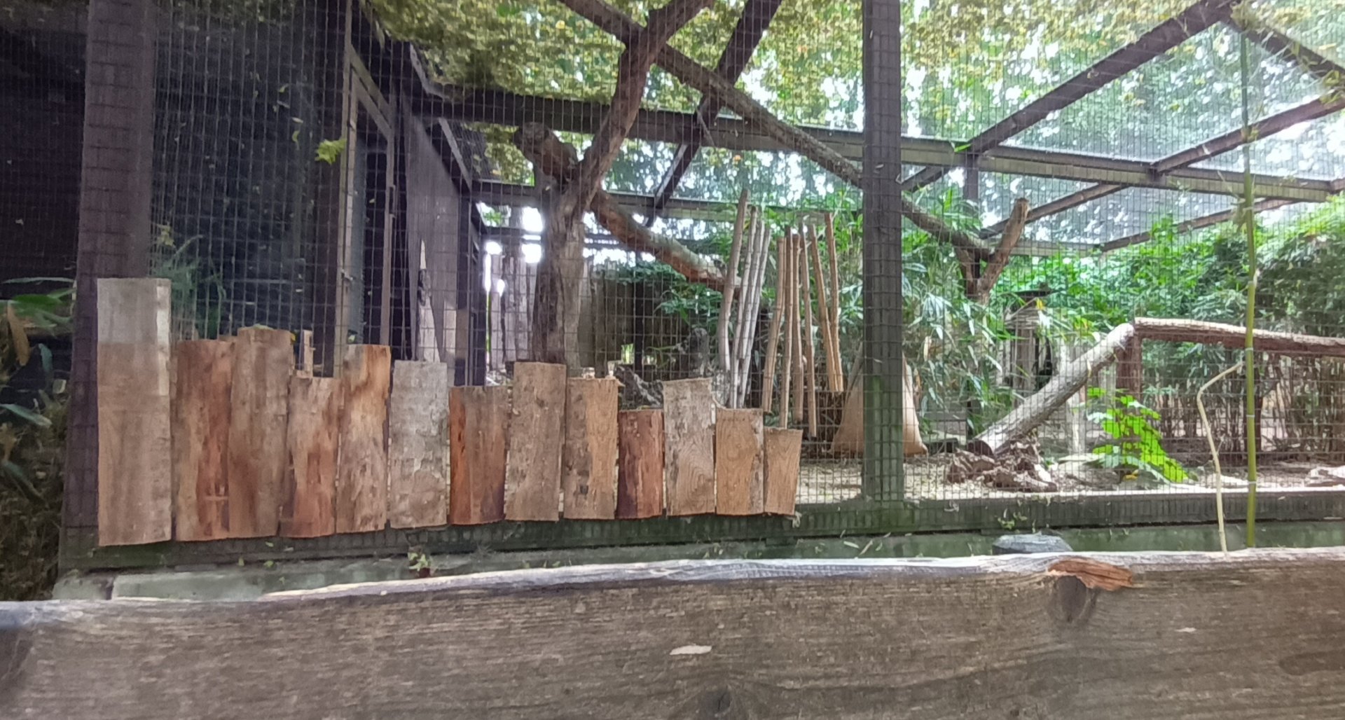 part of the larger Asian golden Cat Enclosure
