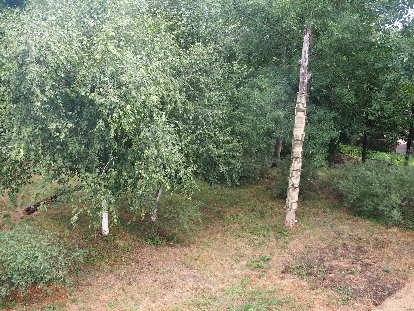 Part of the larger Eurasian lynx exhibit, 2022-08-20