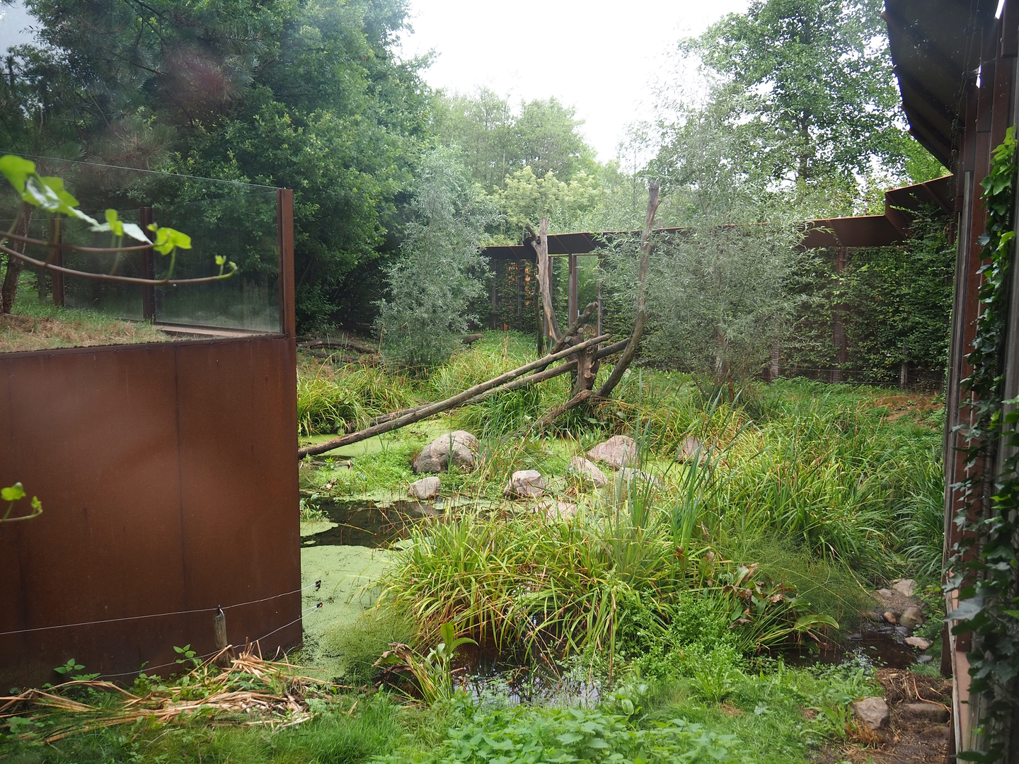 Part of the larger Eurasian lynx exhibit, 2022-08-20