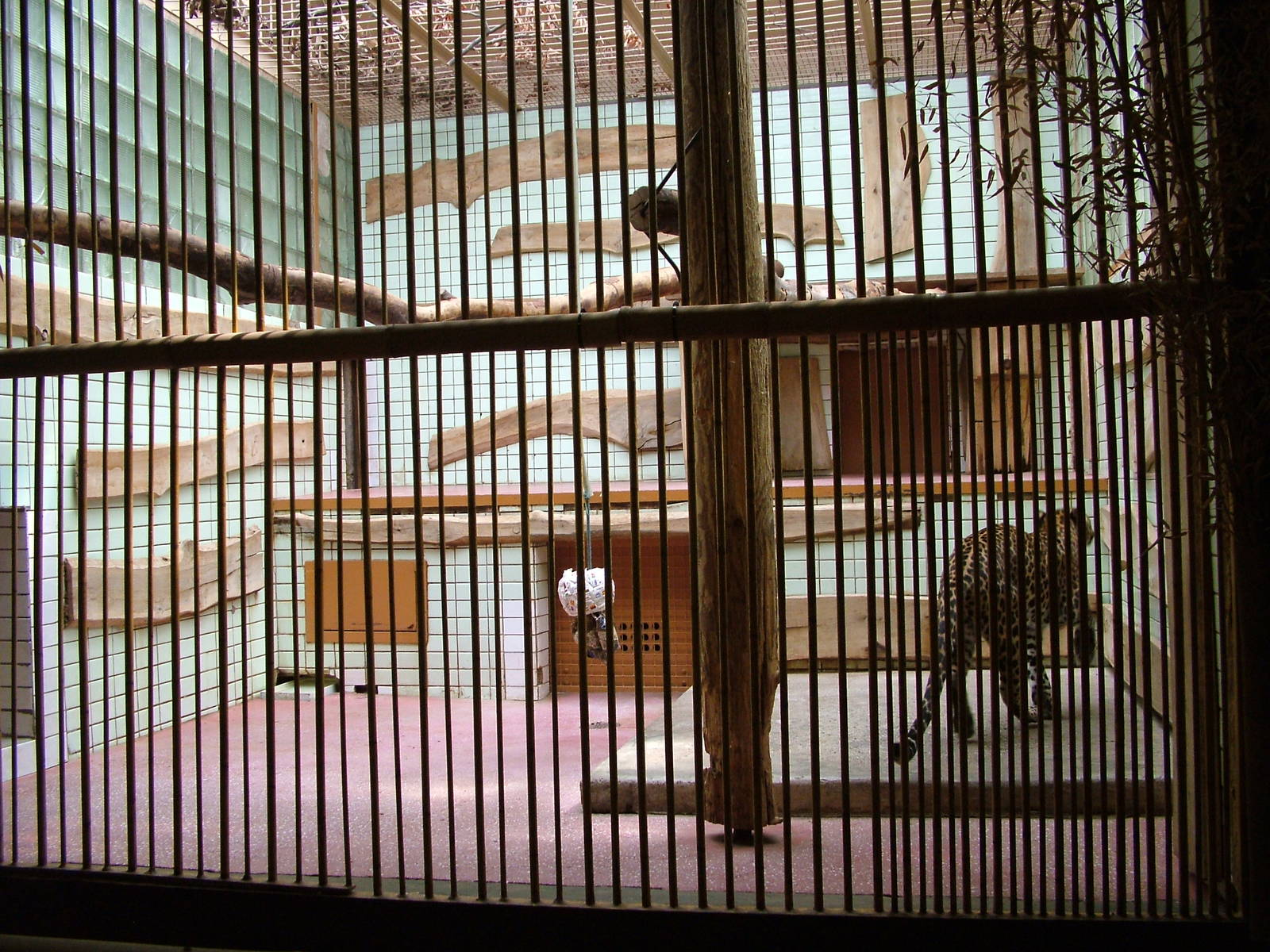 Part of the leopard indoor exhibit at Ostrava, 29/05/10