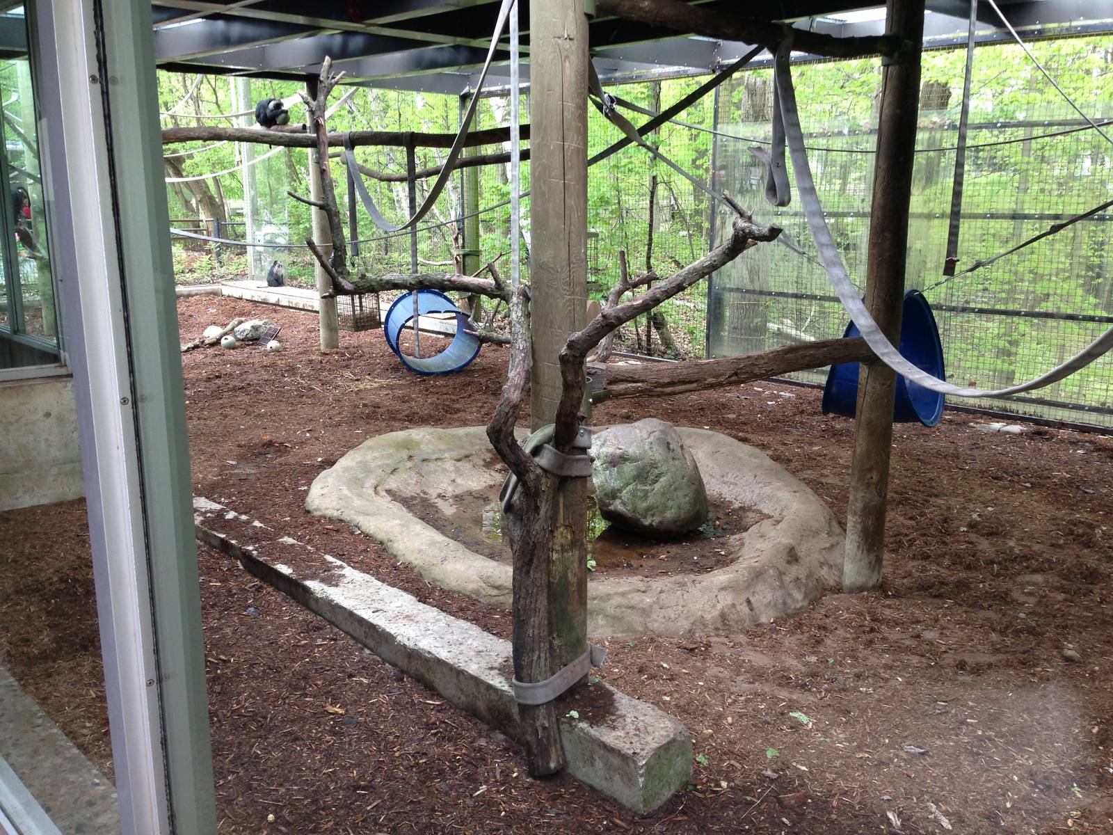 Part of the Lion Tailed Macaque Exhibit