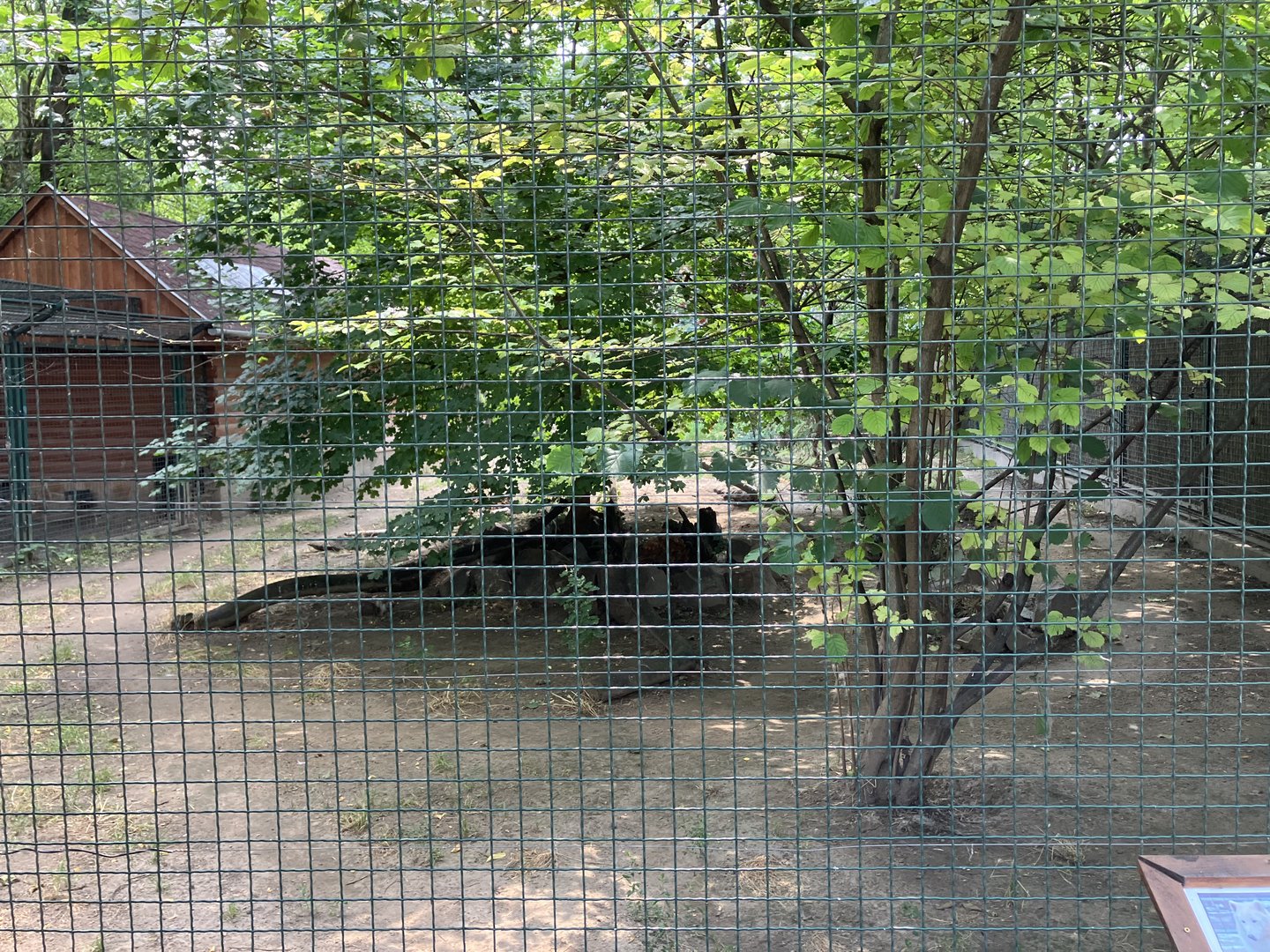 Part of the Mackenzie valley wolf enclosure