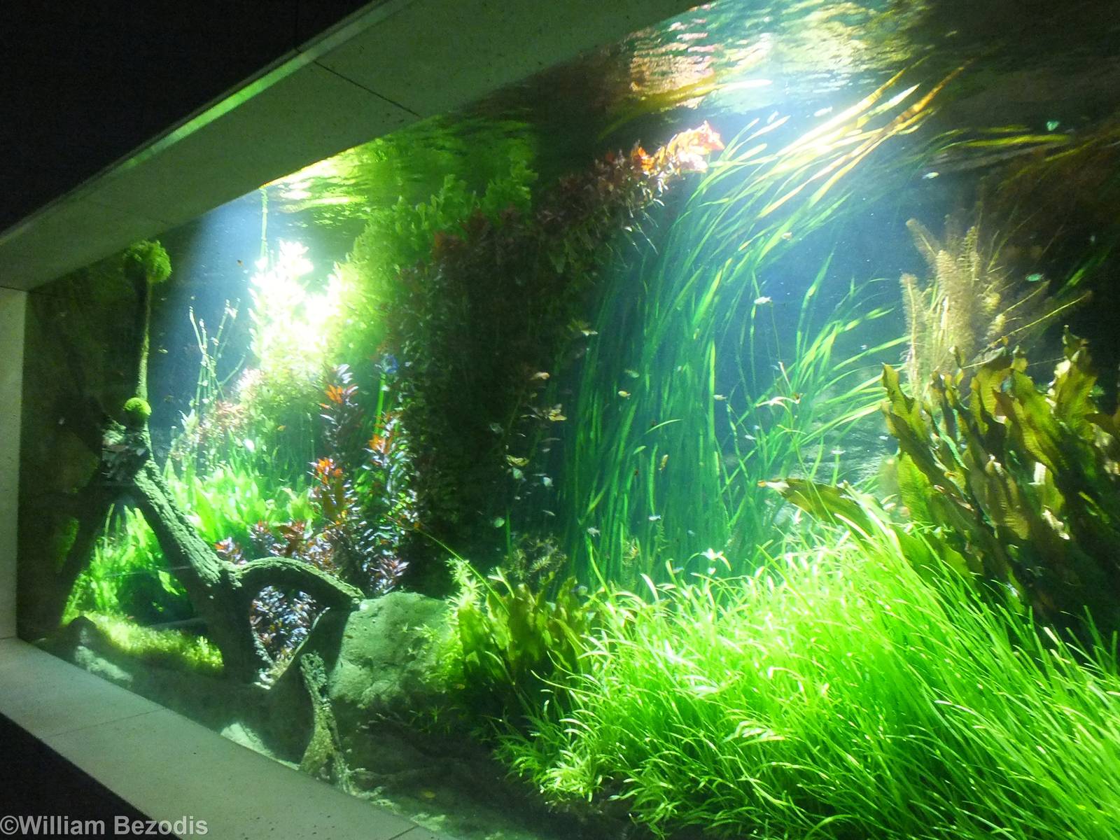 Part of the Main Freshwater Tank in the Newly Renovated Aquarium
