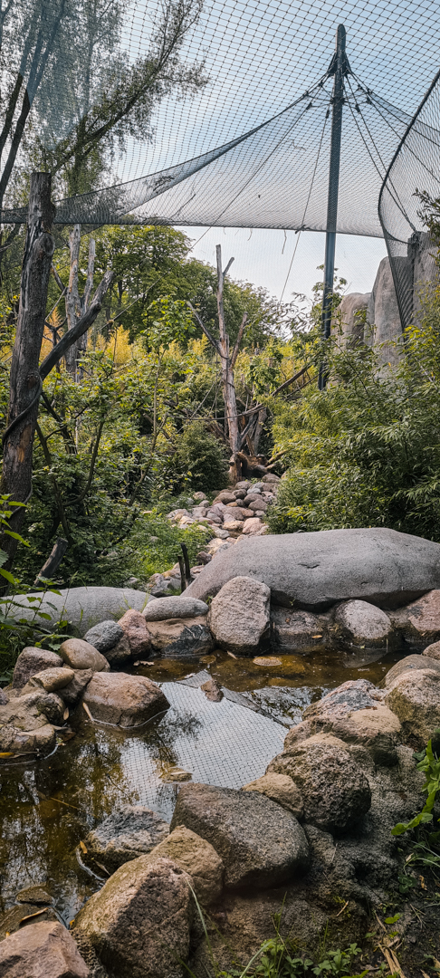 Part of the Mandrill enclosure
