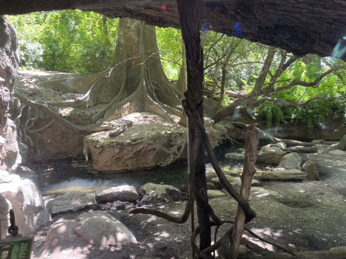 Part of the Mandrill, Red River Hog, and De Brazza’s Monkey exhibit(July 2022)