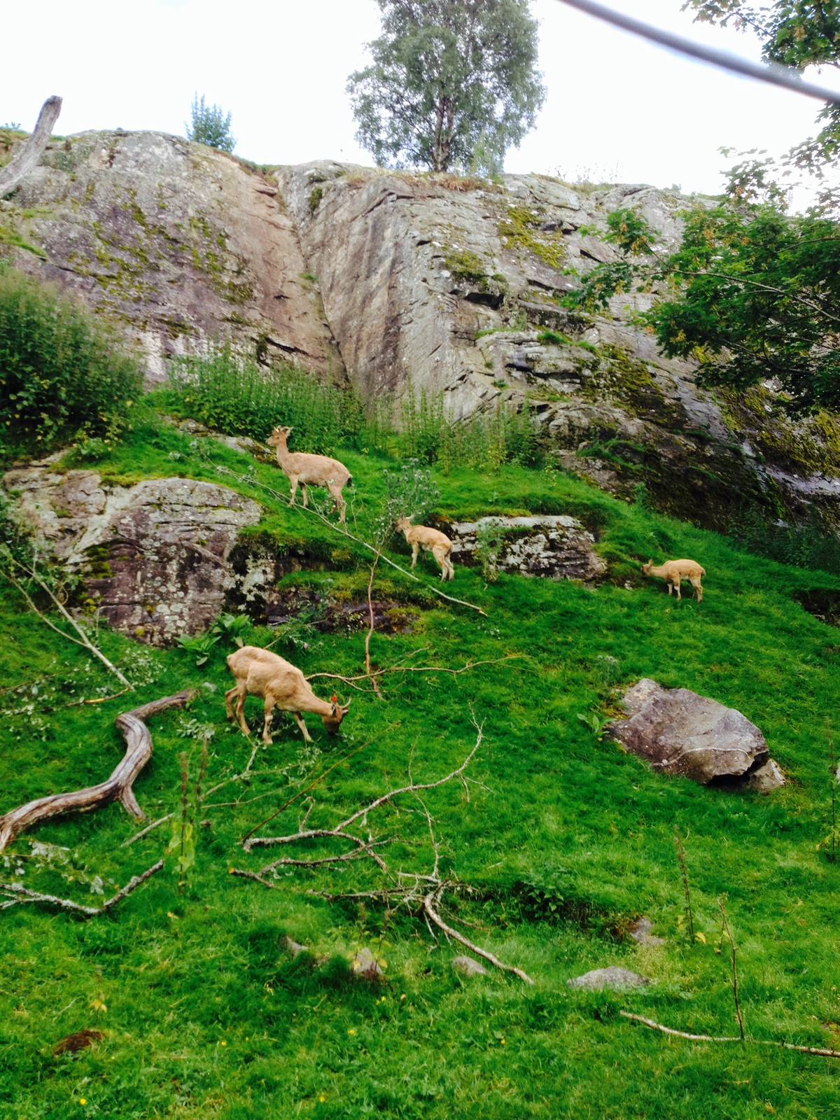 Part of the markhor herd