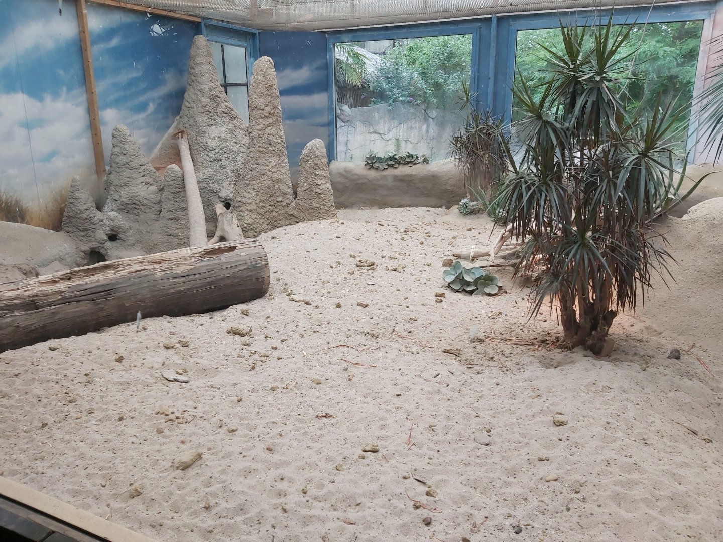Part of the meerkat indoor exhibit