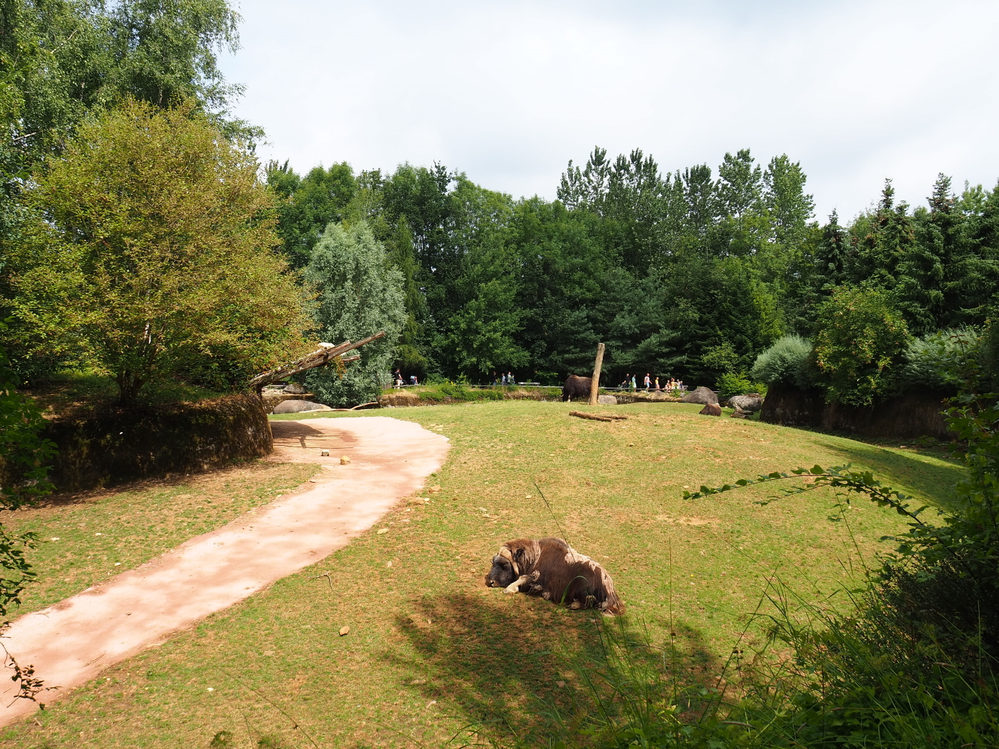 Part of the musk ox exhibit, 2019-07-21