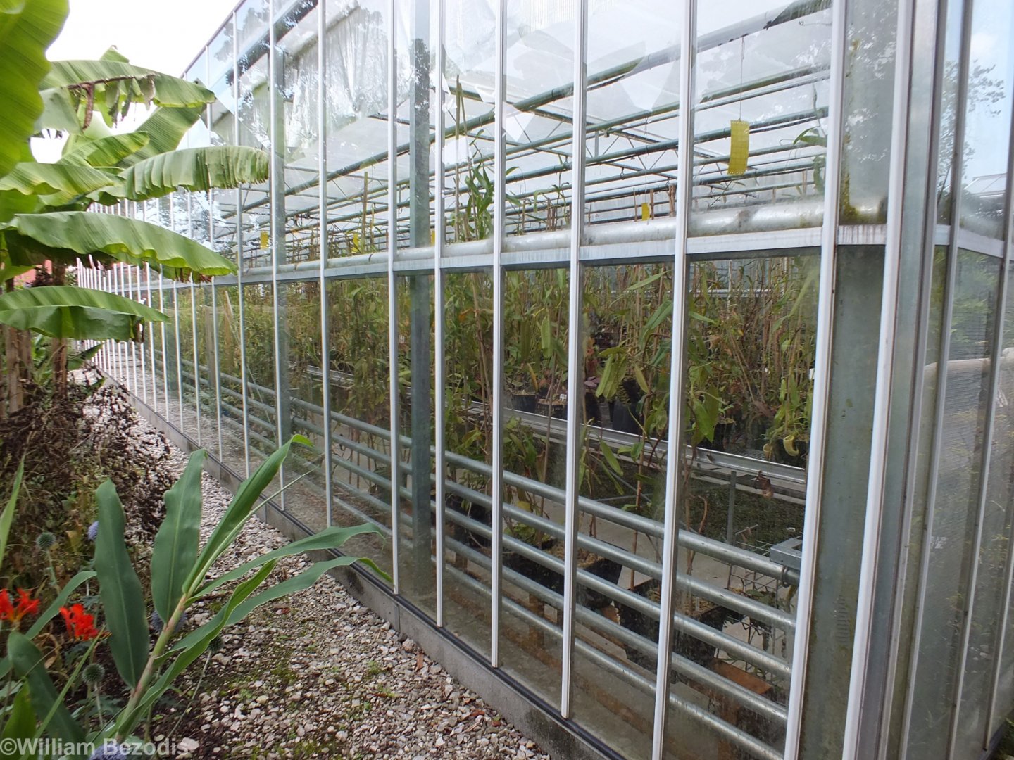 Part of the Nepenthes Collection