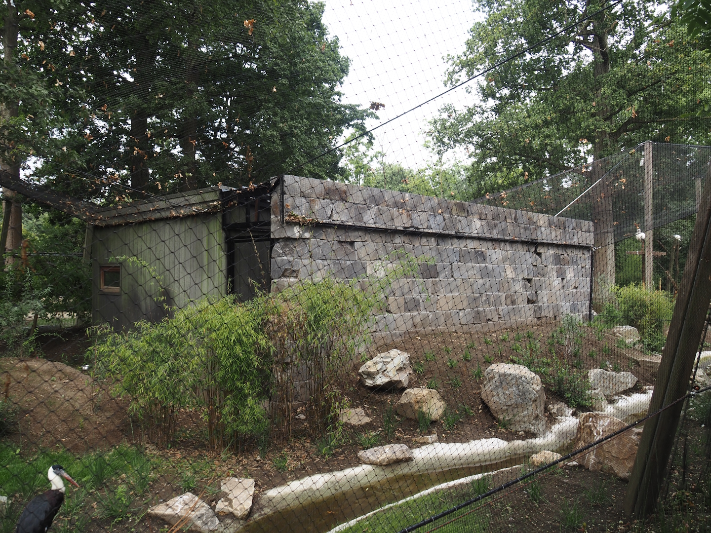 Part of the new Asian woolly-necked stork aviary, 2025-07-12