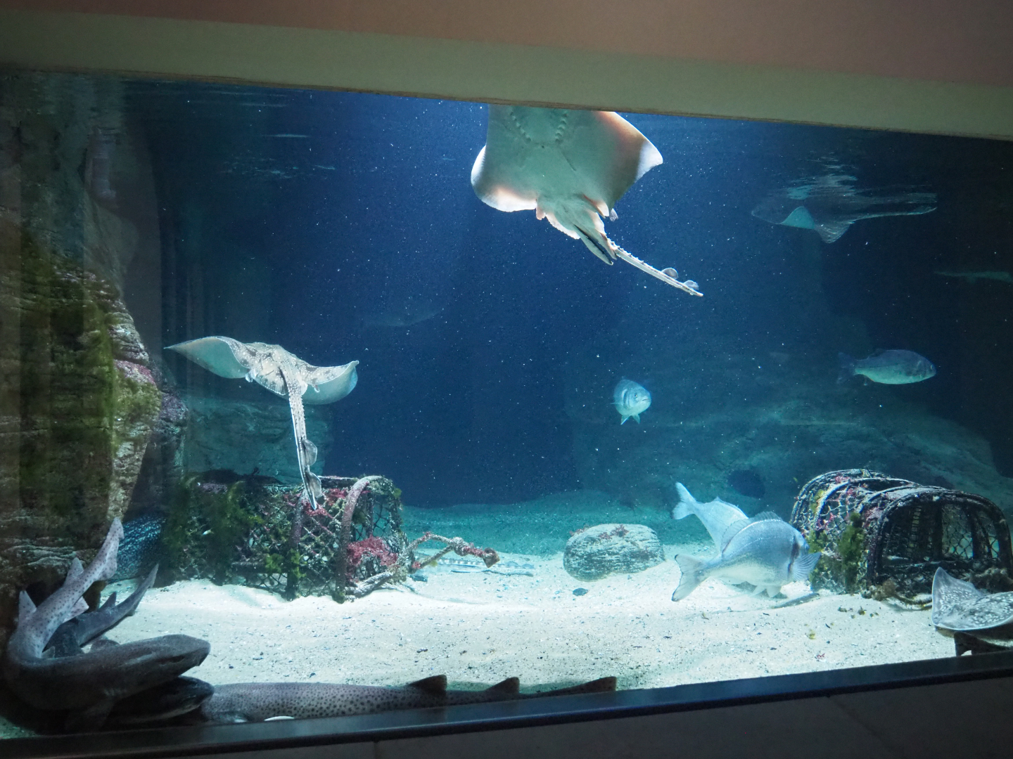 Part of the North Sea tank, 2020-06-28