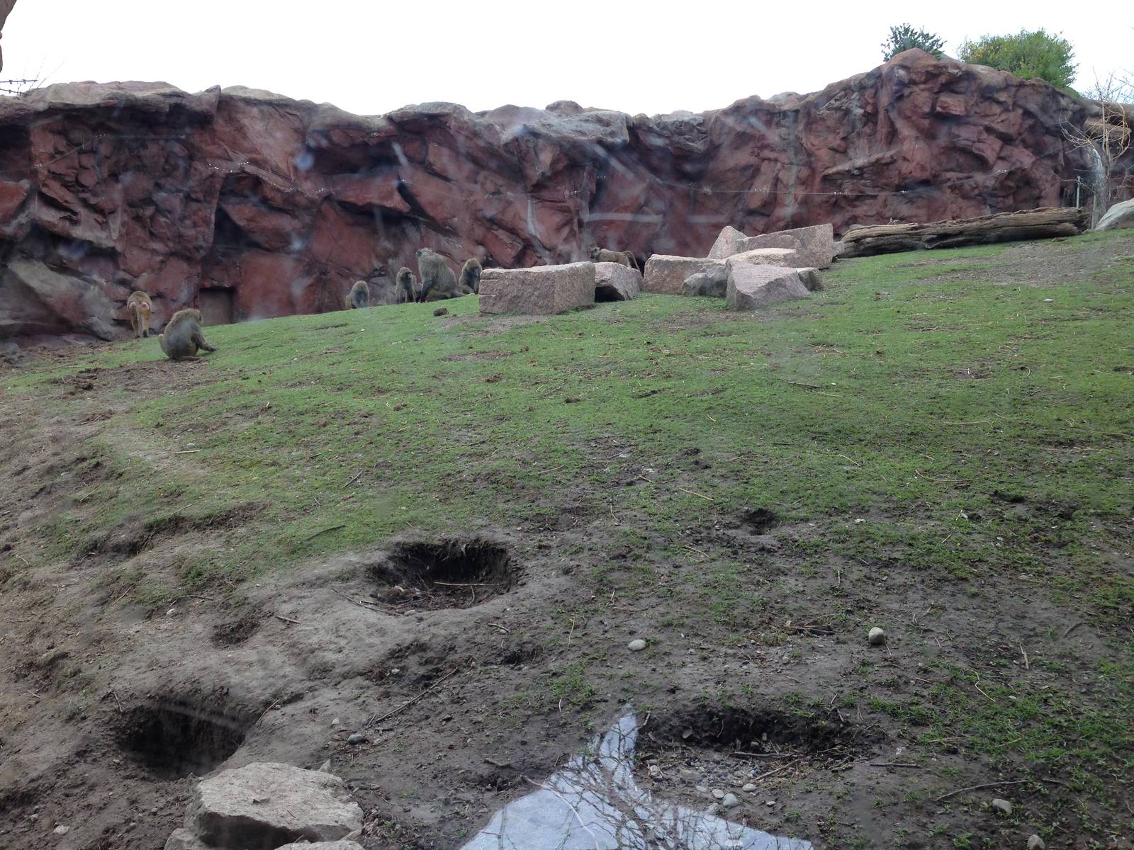 Part of the Olive Baboon Exhibit