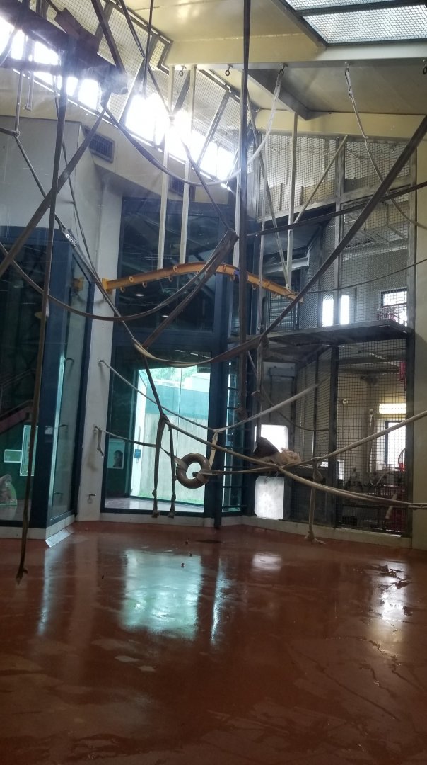 Part of the orangutan gym