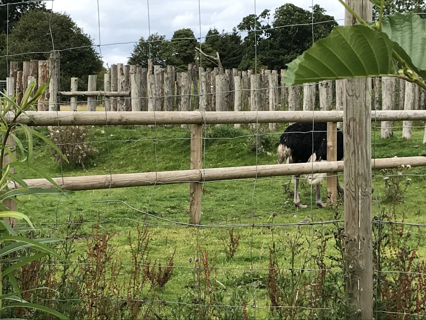 Part of the ostrich enclosure
