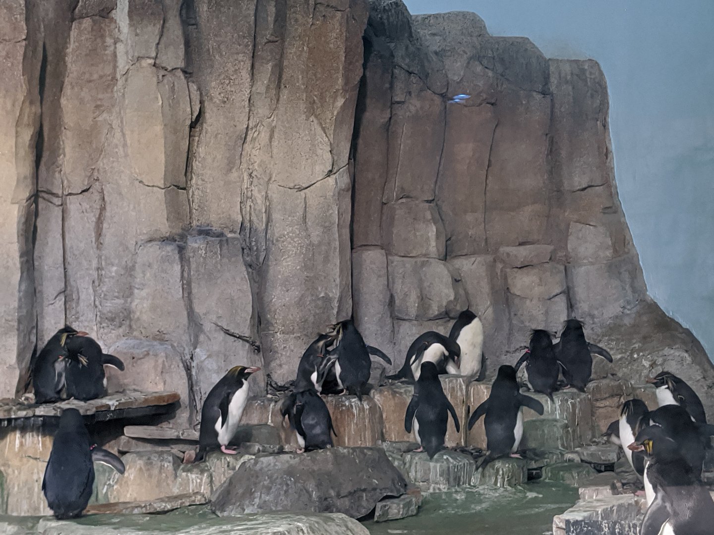 Part of the penguin colony - 03-09-2020