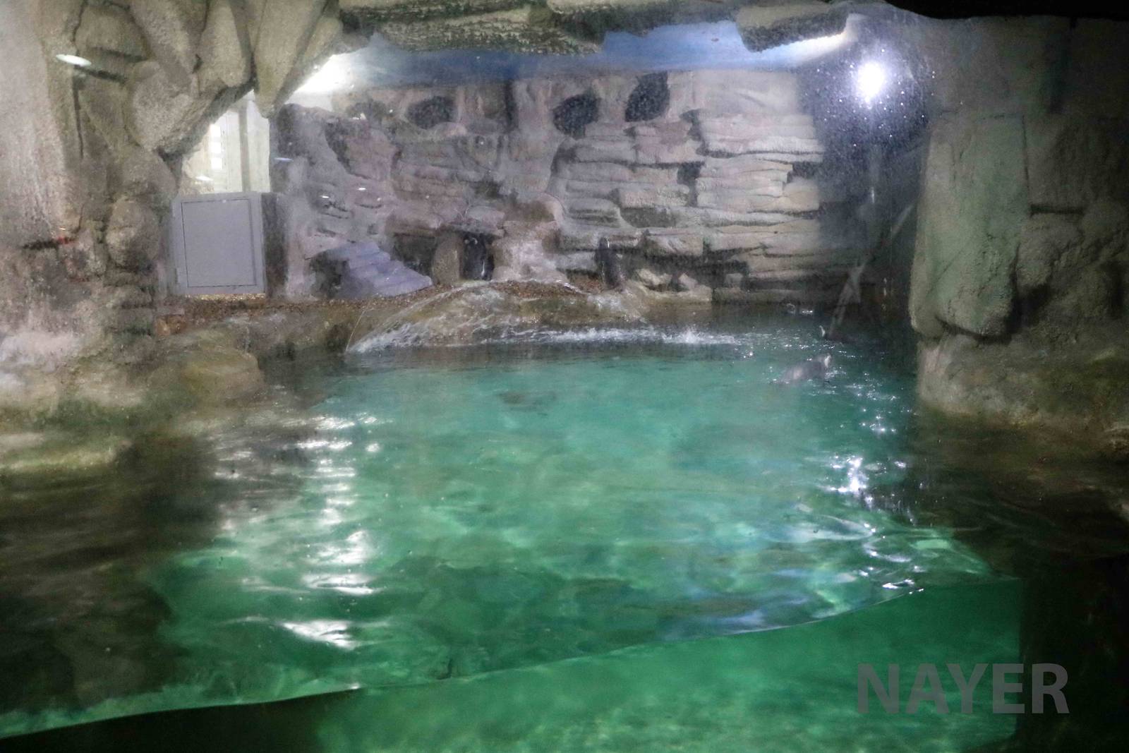 Part of the penguin enclosure, April 2016