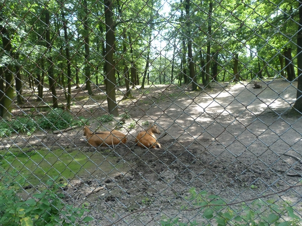 Part of the Pere Davids deer exhibit