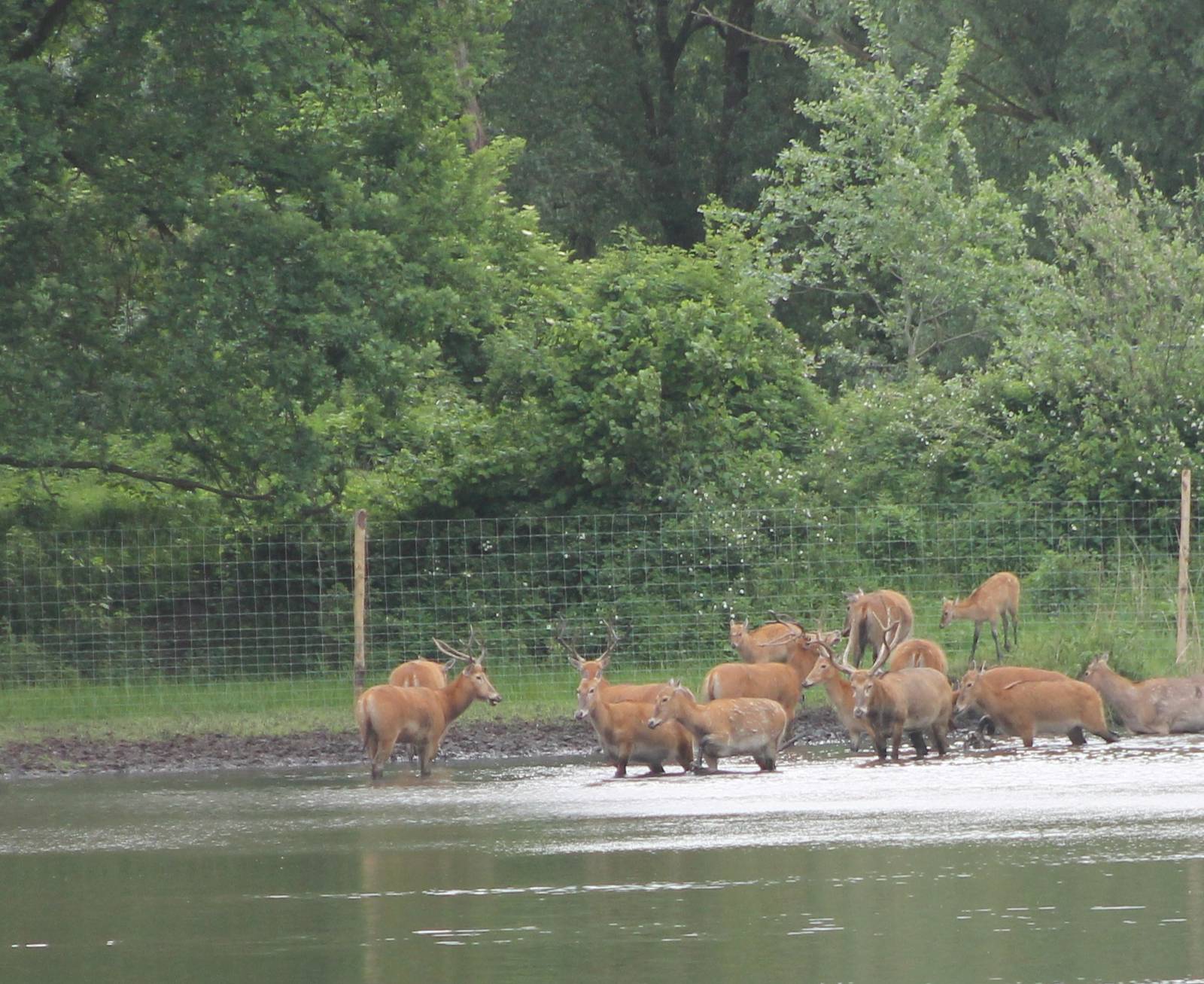 Part of the Pere David's deer-herd