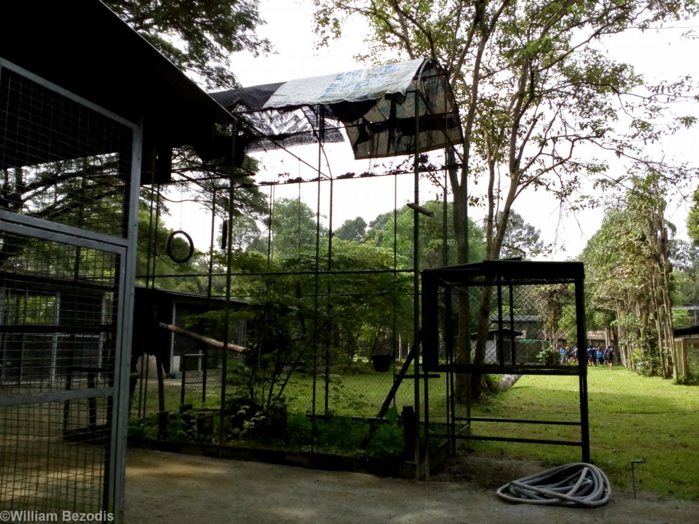 Part of the Primate Area