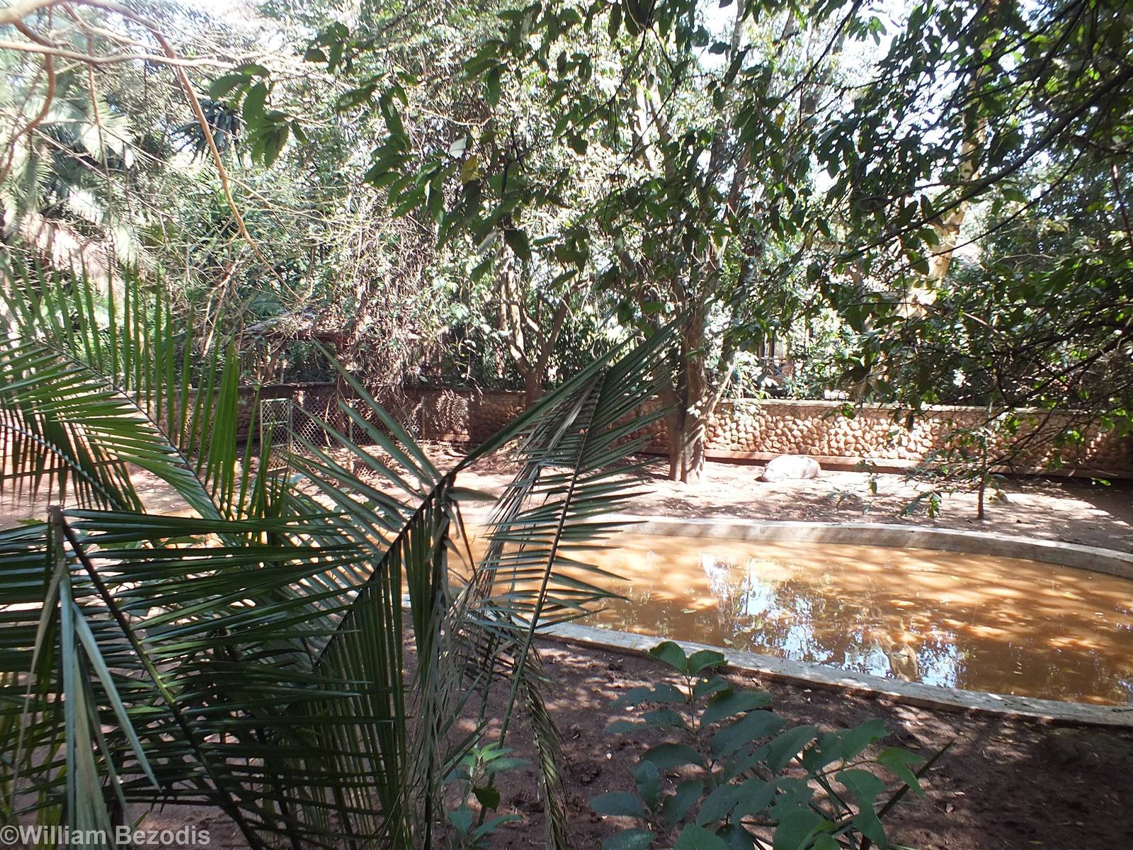Part of the Pygmy Hippo Enclosure - Nairobi Safari Walk