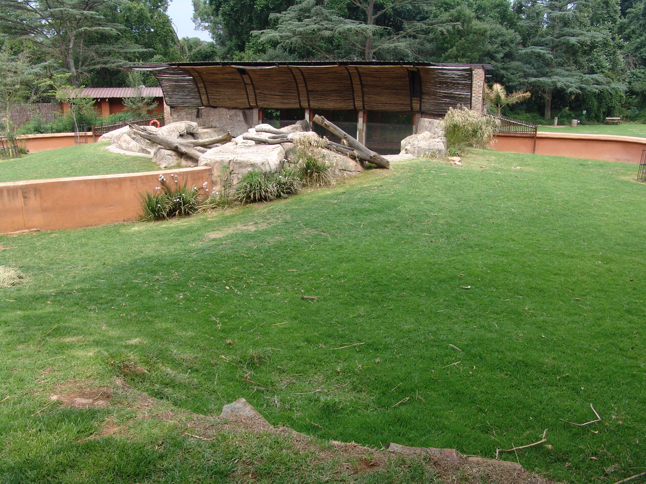 Part of the Pygmy hippopotamus' (Choeropsis liberiensis) enclosure