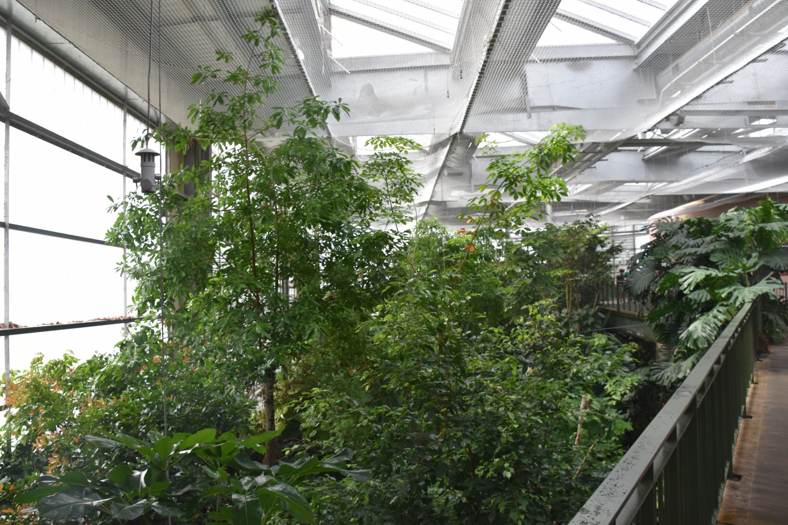 Part of the Rainforest Hall from the upper walkway